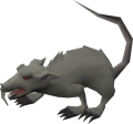 Giant rat.png